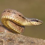 סקרנות קטלנית – איך להציל כלב שהוכש מנחש?