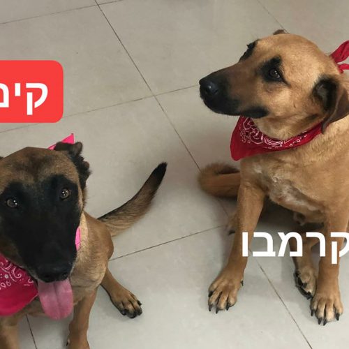 קרמבו-וקים