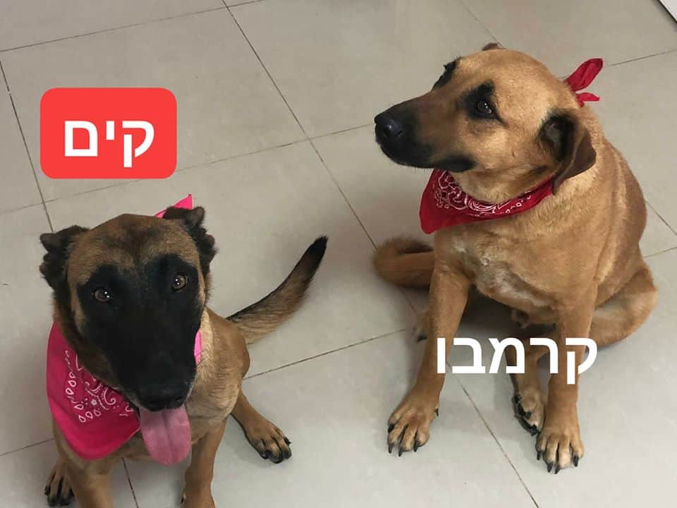 קרמבו וקים