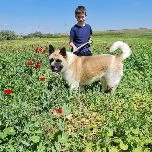 ריי-אקיטה